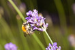 ����: Bee on flower � sabino.parente #33085351
