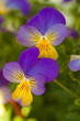 Violet yellow pansies Violet yellow pansies