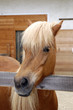 Icelandic horse