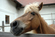 Icelandic horse