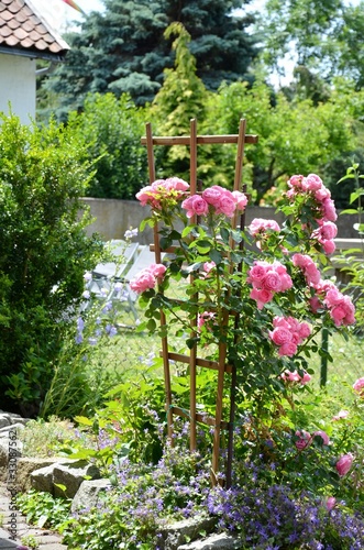Foto: Rosen im Garten Rosen im Garten