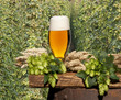 beer with barley and hop