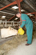 Farmer feeding cows in barn Farmer feeding cows in barn