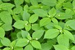Springkraut