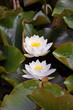 Foto: Seerose - Lotusblume Seerose - Lotusblume