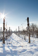 Vineyard in winter Vineyard in winter