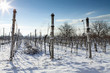 Vineyard in winter Vineyard in winter