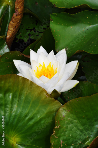 Foto: Seerose - Lotusblume Seerose - Lotusblume