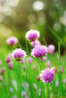 Photo: Chive Flowers Chive Flowers