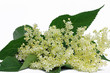 holunderblüten (sambucus)