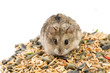 hamster with cereals