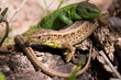 Lizards