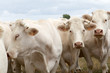 Cattle in country field Cattle in country field