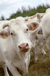 Cattle in country field Cattle in country field