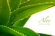 aloe vera