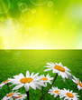 Photo: chamomile in green grass chamomile in green grass