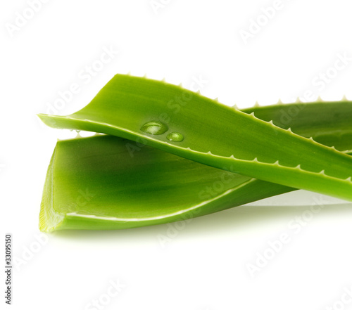 Photo: aloe vera aloe vera