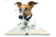 Hund studiert Hund studiert