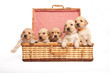 Puppies in a wicker box