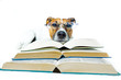 Hund studiert