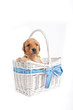 Puppy in wicker basket