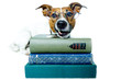 Hund studiert