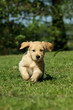 Puppy running in a garden