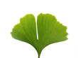 Blatt Ginkgo