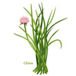 Fresh Chives Herb