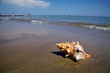 Meer und Sandstrand mit Muschel Meer und Sandstrand mit Muschel