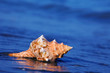 Meer und Sandstrand mit Muschel