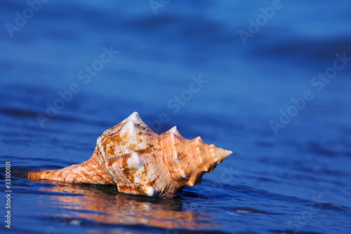Foto: Meer und Sandstrand mit Muschel Meer und Sandstrand mit Muschel