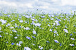 Blooming flax field