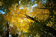 Autumn Yellow Trees and Leafs