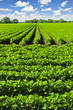 Rows of soy plants in a field Rows of soy plants in a field