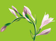 beautiful orchis beautiful orchis