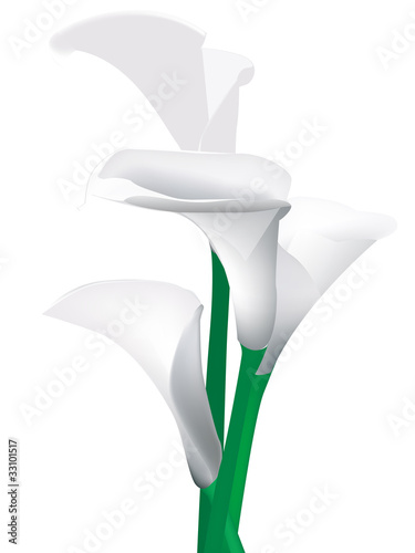 Vector: 图片名称: Vector illustration of calla lilies 图片名称: Vector illustration of calla lilies