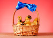 Little yellow fluffy ducklings in basket on red background