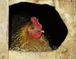 chicken hen, mother hen
