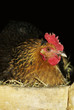 chicken hen, mother hen