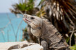 Tulum