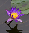 Purple Lily