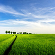 Grüne Landschaft Unter Blauem...