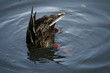 Ente