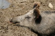 Wildschwein
