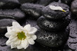 balanced stones and flower