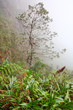 Tropical rainforest on the slopes of Mount Roraima in Venezuela