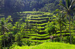 Beauty rice terrace