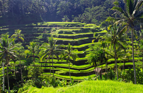 Foto: Beauty rice terrace Beauty rice terrace
