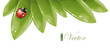 Green leaves design with ladybug Green leaves design with ladybug
